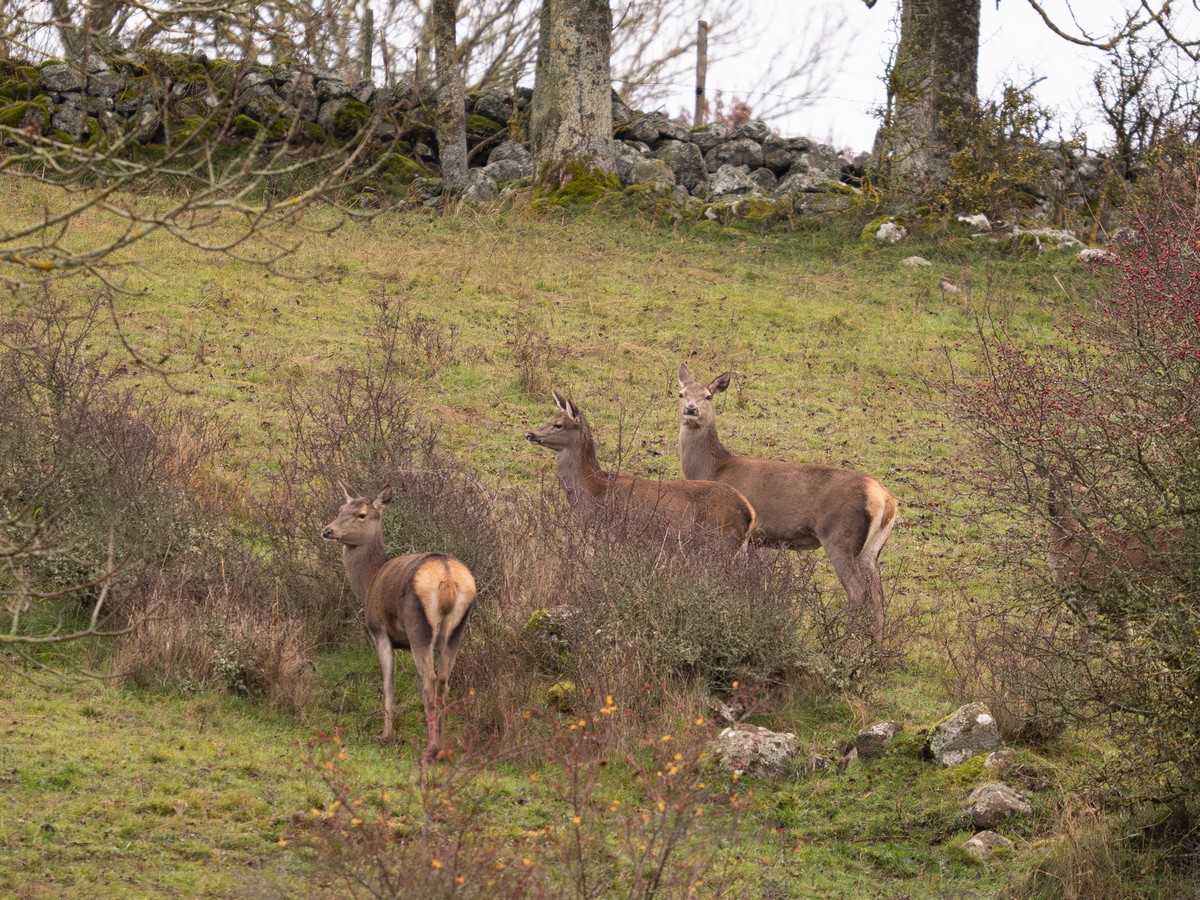 17112025-17 11 25 (4).jpg